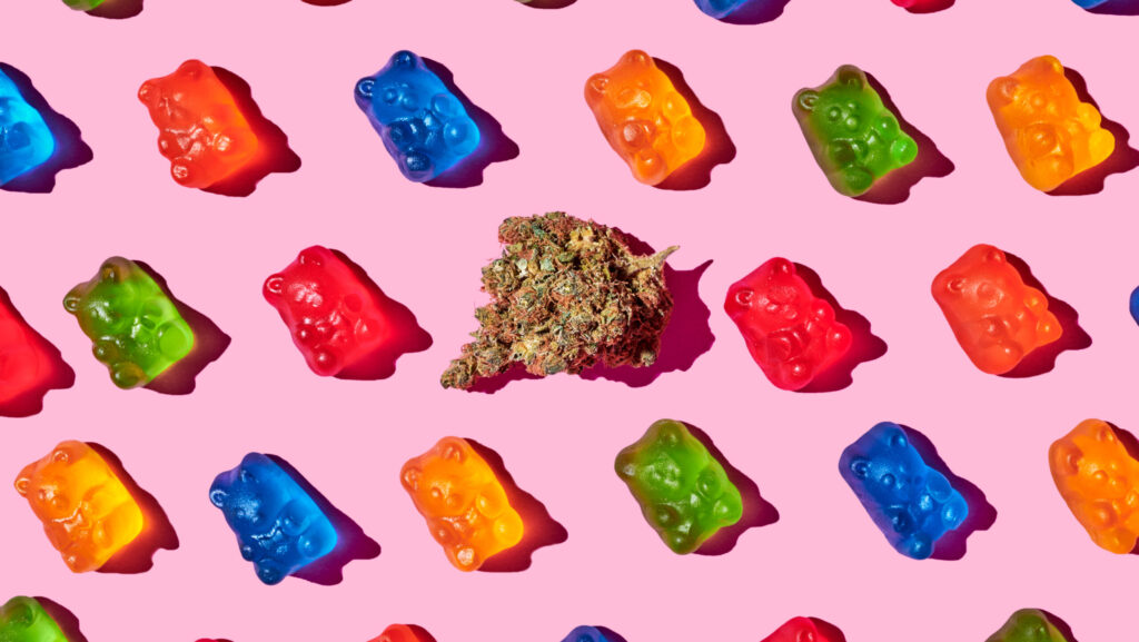 On a pink background, blue, orange, red and green microdose gummy bears are lined up next to a cannabis bud.