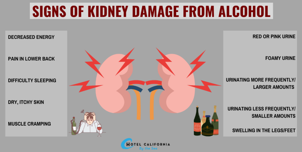 Infographic describing the signs of kidney damage from alcohol.