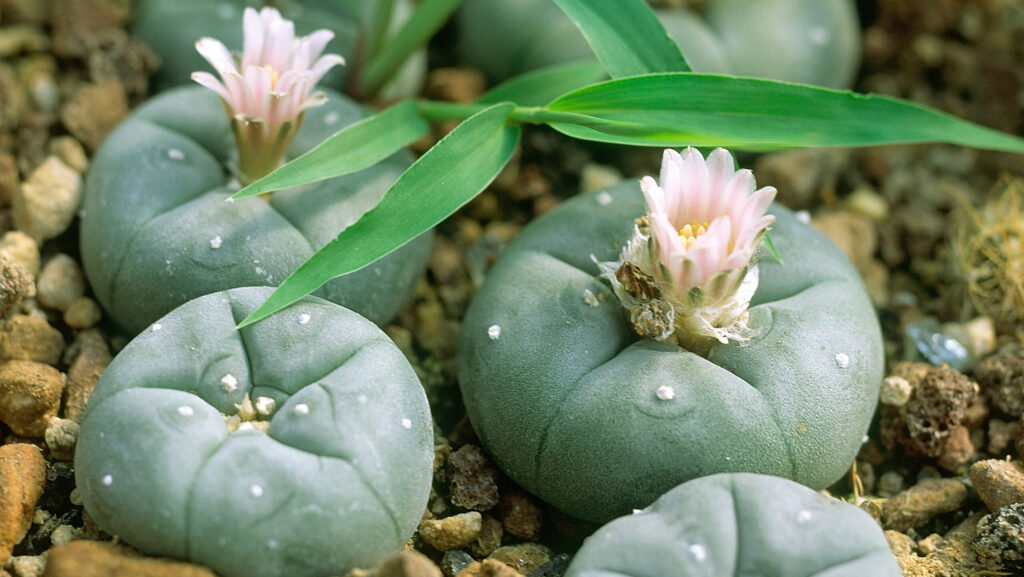 Small, green and round cactus plant called Peyote that is where mescaline is derived from.